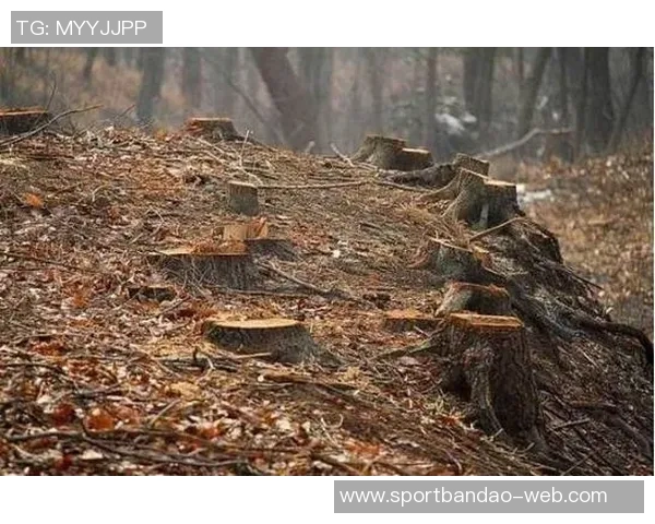 篮网队薪资危机加剧蒂米无保障合同怀特黑德仅330万保障球员面临困境